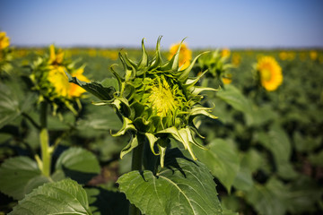 Beautiful sunflower field in the afternoon