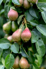 A green pear on a tree after a rain in droplets of dew.