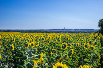 Beautiful sunflower field in the afternoon