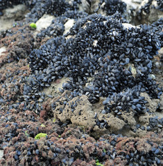 many black mussels on the rock