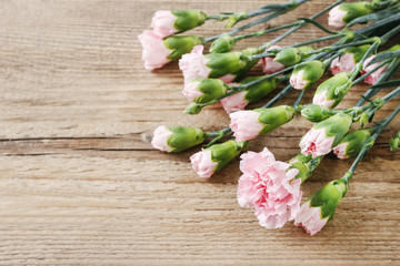 Pink carnation isolated on wooden background