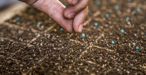 lettuce seed cultive hand farm