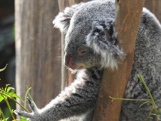 koala © nono