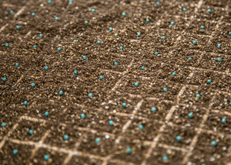 lettuce seed cultive hand farm