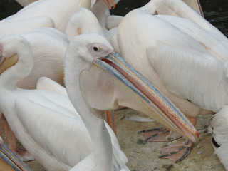 pelican