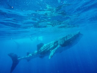 Fototapeta premium deep sea