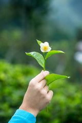 Flowering branch of tea in hand