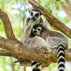Ring-tailed lemur.
