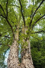 strong thick tree trunks under the green foliage in the forest view from below