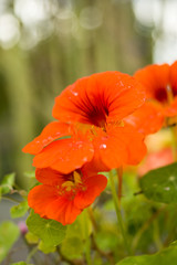 close up of red flowers with blurry green background