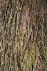 rough tree trunk surface texture background