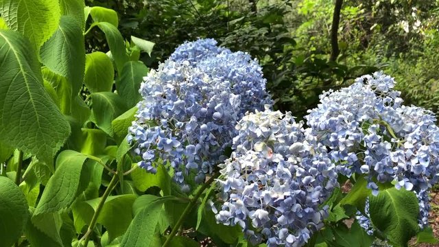 Medium shot of Blue Hydrangea