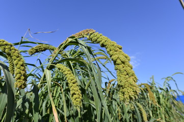 Millet in outdoor