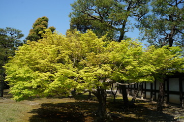 Burg Nijō: Garten mit grünem Ahornbaum