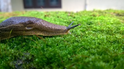 Naklejka premium snail 