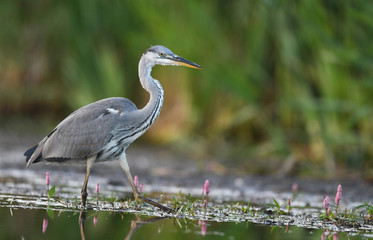 Naklejka premium Grey heron (Ardea cinerea)