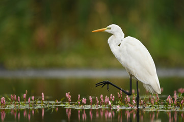 Great white egret (Egretta alba)
