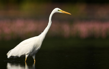 Great white egret (Egretta alba)