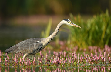 Grey heron (Ardea cinerea)