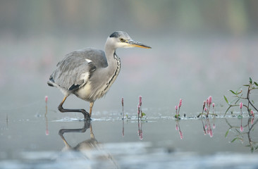 Grey heron (Ardea cinerea)