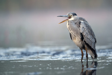 Grey heron (Ardea cinerea)