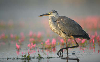 Grey heron (Ardea cinerea)
