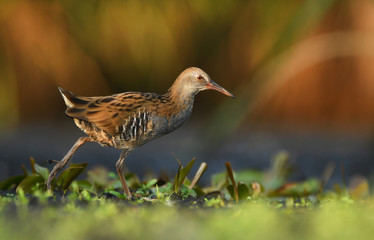 Water Rail (Rallus aquaticus)