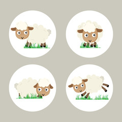 Eid al-Adha the sacrifice to ram or white sheep 