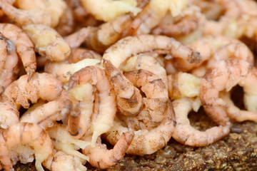 north sea crabs on black bread 