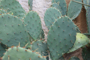 Cactuses closeup 