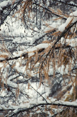 fir branch in snow - Christmas Holidays Background