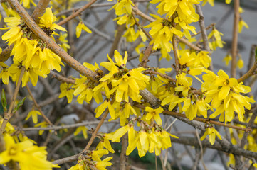 Ornamental shrub forsythia europaea blooming in spring garden, plant with yellow flowers