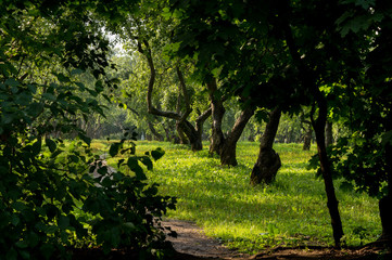 Shady apple trees garden on sunny summer day in Kolomenskoye, Moscow