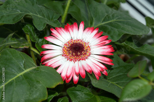 Close Up Of Gerbera White Flower With Pink Tips Blooming On Window Close Up Of Gerbera White Flower With Pink Tips Blooming On Window Sill Por Ornamental