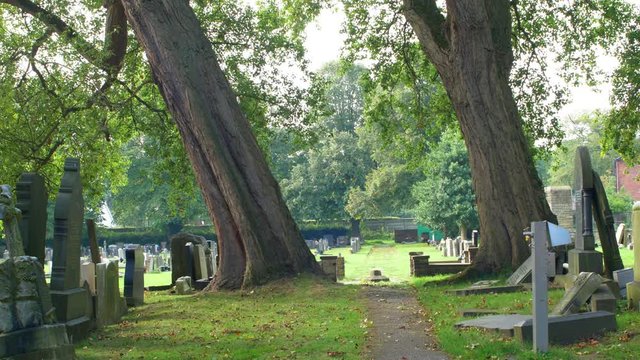 2 tall trees at the cemetery