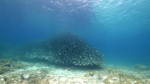 Bait ball in coral reef of Caribbean Sea at scuba dive around Curacao /Dutch Antilles