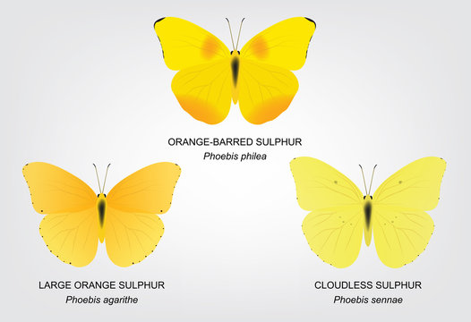 Butterfly Sulphur Set Vector Illustration