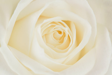 One white rose close-up. Macro photo, beautiful  floral background.