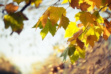 Yellow Autumn Plane Tree Leaves on the Branches