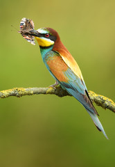 European bee eater (Merops apiaster)