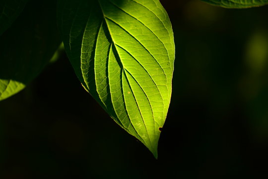 Pure Green Leafs in Sunlight