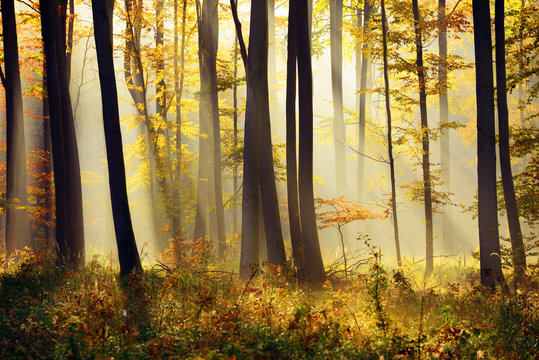 Fototapeta Autumn forest landscape