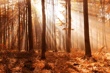 Fototapeten Herbstliche Waldlandschaft © Piotr Krzeslak