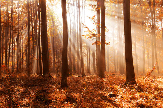 Fototapeta Autumn forest landscape