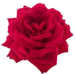 Fototapeta premium Rose flower on a white background