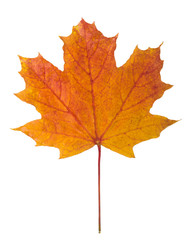 Autumn maple leaf on a white background © Alex Zegrachov