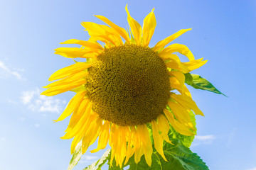 Fototapeta premium Sunflower on the sky background