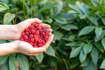 Look what i have! High angle top view cropped photo of person lady hands hold sweet red raspberries isolated on green vivid, shine deciduous background with copy space for text