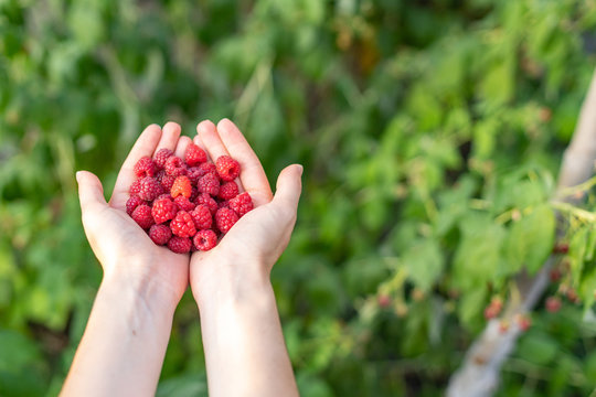 High Angle Top View Close Up Cropped Photo Of Lady Hands Hold Red Raspberries Isolated On Green Vivid, Shine Background With Copy Space For Text