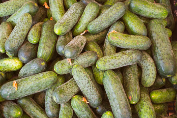 fresh cucumbers at the market stall